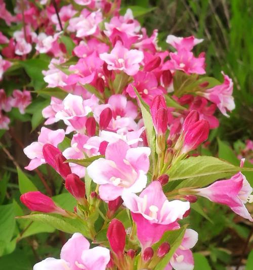 锦带花的花语与寓意（传递爱意的鲜花）