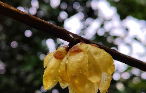 腊梅花（用腊梅花诠释爱的力量）