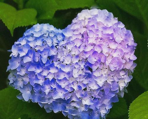 以蓝边八仙花花语为主题的文章（探索蓝边八仙花花语的深层含义）