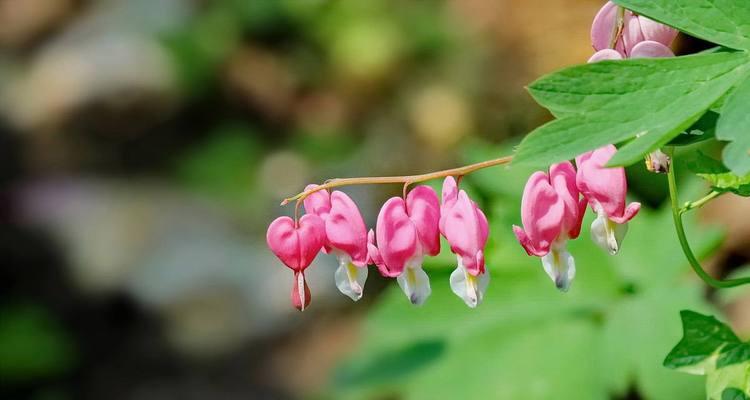 蓝牡丹的花语与寓意（探索蓝牡丹花语的神秘之美）