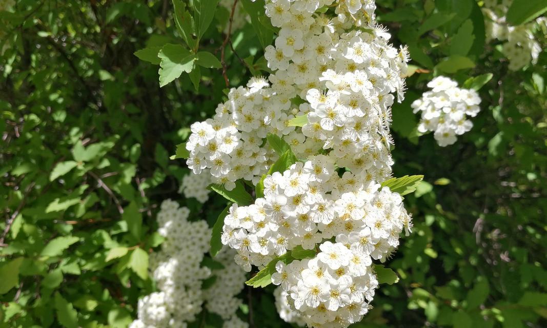 麻叶绣线菊花语与花艺欣赏（探寻麻叶绣线菊的花语及其在花艺中的应用）