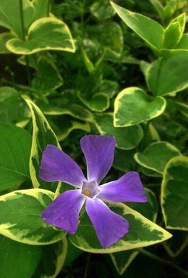 蔓长春花（盛开绽放的花海中）