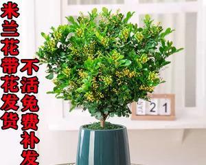 米兰花（探秘米兰花的花语特点及传承之谜）