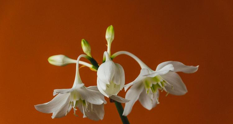 秘鲁百合（秘鲁百合的花语）