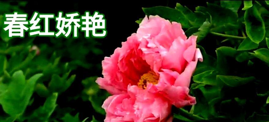 牡丹花的象征意义及作用（探究牡丹在文化）