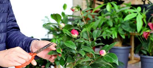 秋季花卉种植指南（打造秋日花园）