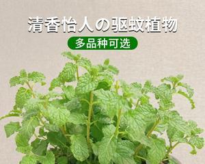 驱蚊草水培方法（适合家庭种植）