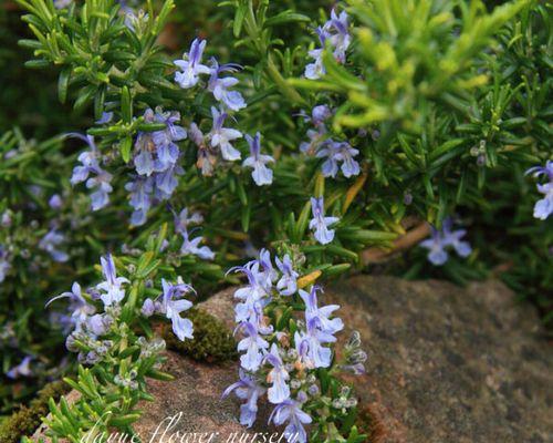 驱蚊虫植物花卉大全（15种植物花卉驱蚊虫功效详解）