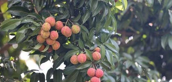 荔枝种植的适宜环境及方法（解读荔枝适宜生长的地理条件及栽培技巧）