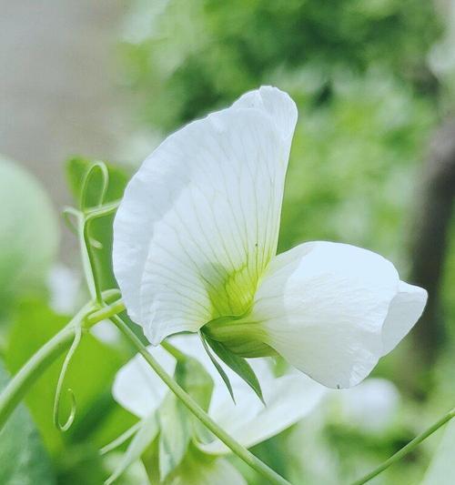 香豌豆花语——花开寓意多（探寻香豌豆花语的各种含义）