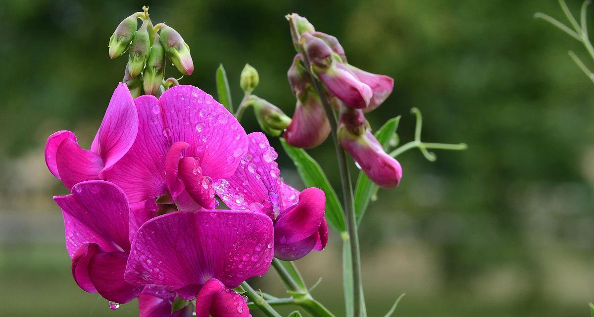 重拾传统美味，以香碗豆花语（探寻豆花背后的文化意蕴）