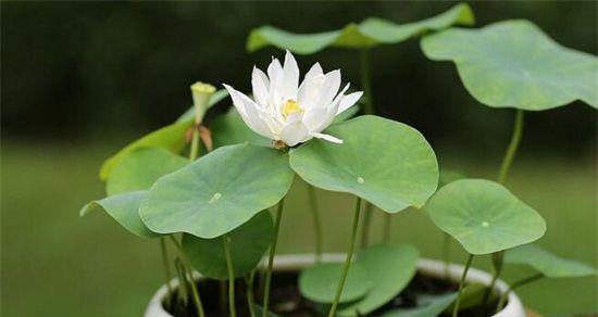 莲花种植指南（从栽种时间到栽种方法）