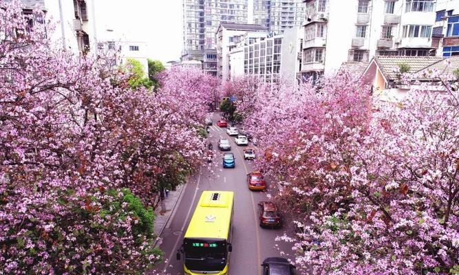 柳州市花——洋紫荆的象征与寓意（探寻柳州市花的神秘面纱）