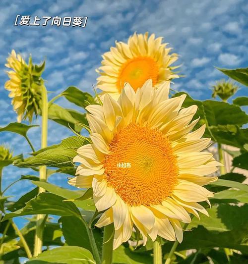 向日葵花语（探寻向日葵花所代表的寓意和象征）