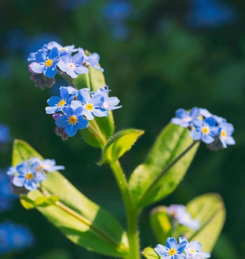 星辰花的花语——寓意与传承（探寻星辰花的含义）