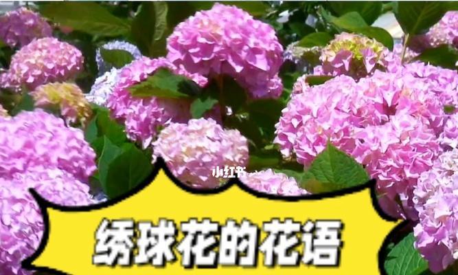 绣球花花语之美与寓意（探索绣球花的花语之美）