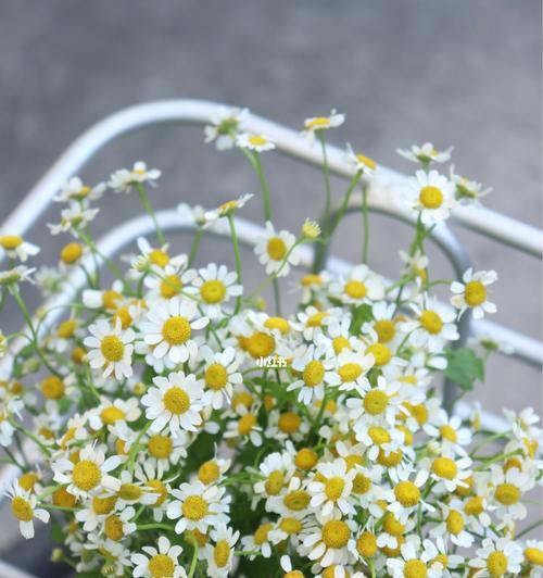 洋甘菊花语的意义及传承（深入解读洋甘菊花语）