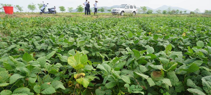 毛豆种植月份选择指南（合适月份）