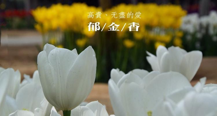 野生郁金香花语贞操（用花语传递忠诚和坚守的力量）