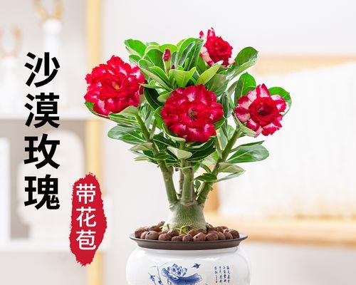 室内养玫瑰花需知，绝不可忽视的关键事项（注意！玫瑰花对人体有毒）