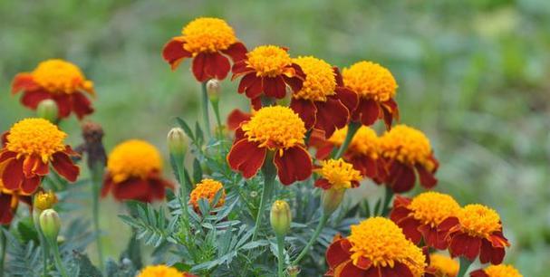 四季芬芳——耐寒耐高温的花卉盛开（探秘耐寒耐高温的花卉品种及适宜生长环境）