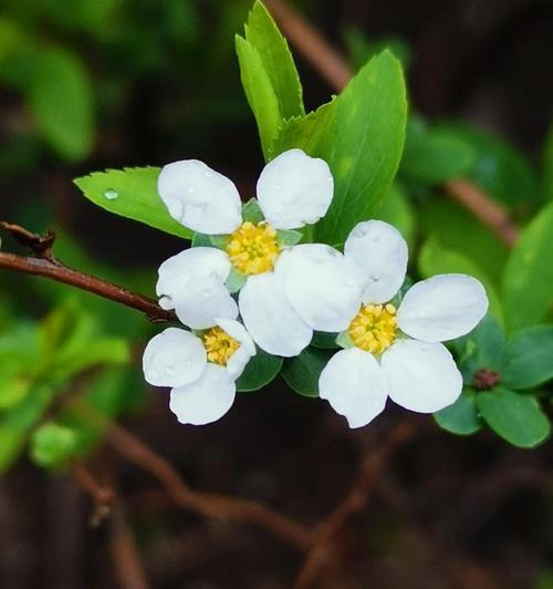 花海谎言（花语中的谎言）