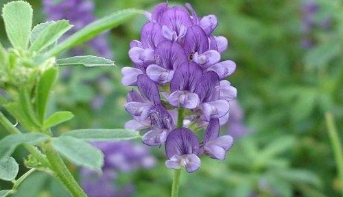 救赎之花——玫瑰花的花语（用花语传递救赎之美）