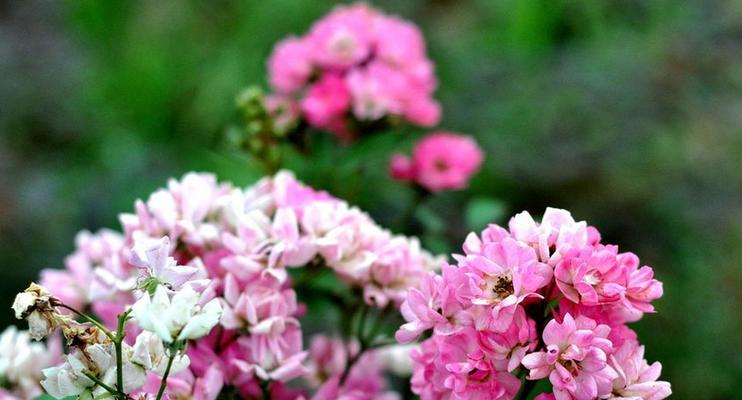 花语迷茫——探寻人生的方向（百里香花语）