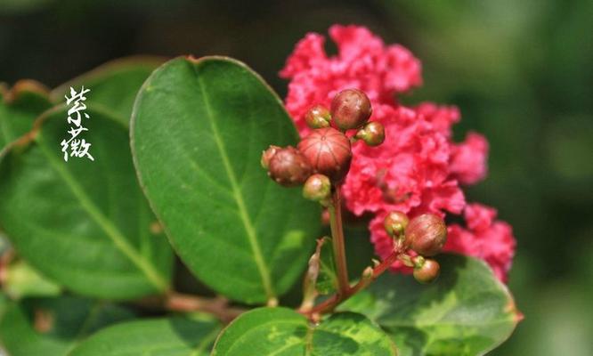 平安花语——以菊花为主题的花语文章（菊花花语与平安寓意）