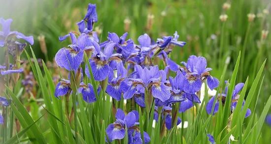 挽留之花（用百合花的花语传递真挚情感）