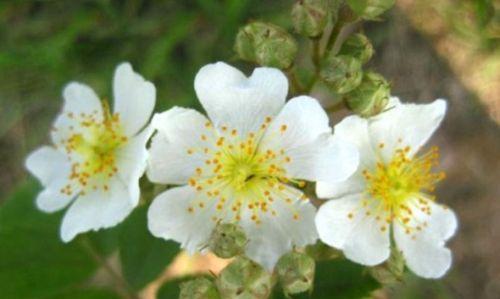 思念之花——以百合花为主题的花语探析（用花语诉说思念）