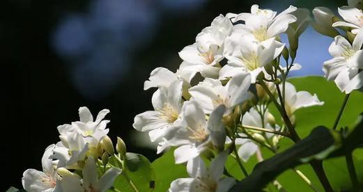 花语寄思念，以什么花的花语是想念你（探寻花语中的思念之意）