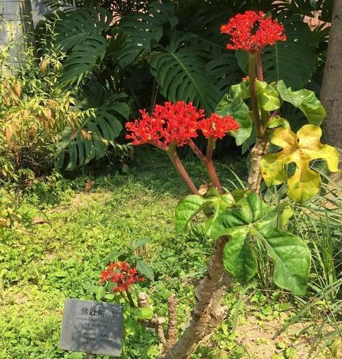 室内种植佛肚树的全面指南（了解如何在家中种植健康而美丽的佛肚树）