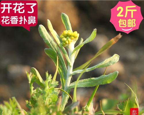 佛耳草——别名与特点全解析（探究佛耳草的命名渊源和草本植物学特征）