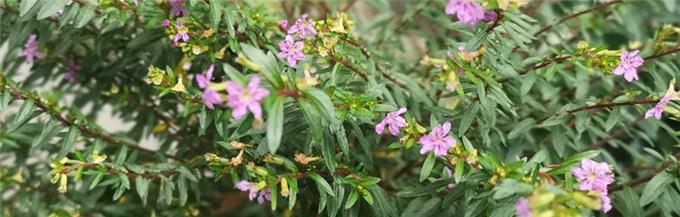 佛山市花——兰花（从植物学到文化传承）