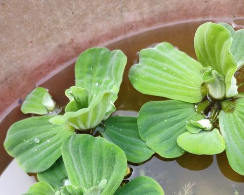 探究浮萍植物的特征与分类（了解浮萍植物的外观、生态和分类）