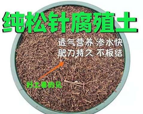 腐烂的木头可以成为优质有机肥料（从废弃木材到可持续农业）