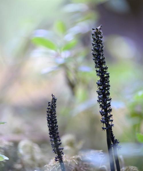 探秘腐生植物的生态奥秘（从营养链到生态系统）