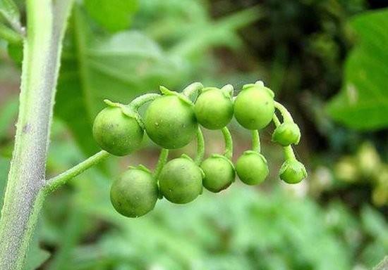 龙葵不是双子叶植物（揭开龙葵不同于一般植物的秘密）