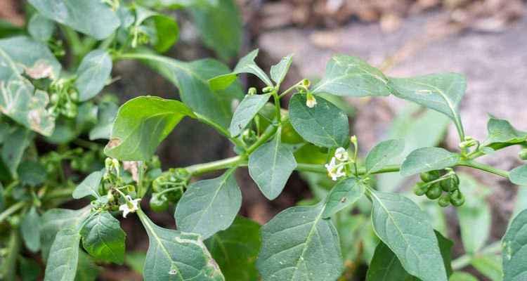 龙葵植物果实的毒性（了解龙葵植物果实的危害与防范措施）