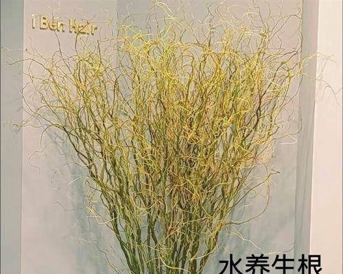 龙柳开花的美丽景象（探秘龙柳开花的生长规律与特点）