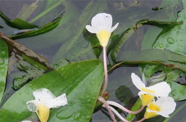 龙舌草全面解析（介绍龙舌草的别名）