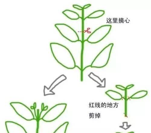 龙舌兰的修剪技巧（打造健康）