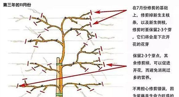 龙舌兰的修剪技巧（打造健康）