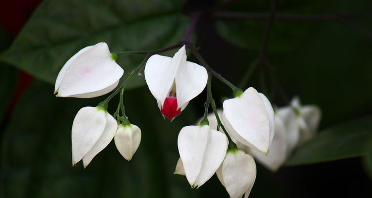 龙蛇掌会开花吗（探秘神奇的龙蛇掌开花现象）