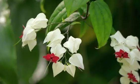 龙吐珠花的风水作用（摆放家里哪个位置好）