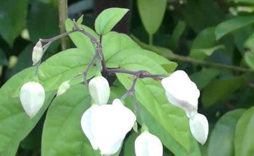 揭秘龙吐珠的植物属性，解读传说中的神奇力量（揭秘龙吐珠的植物属性）