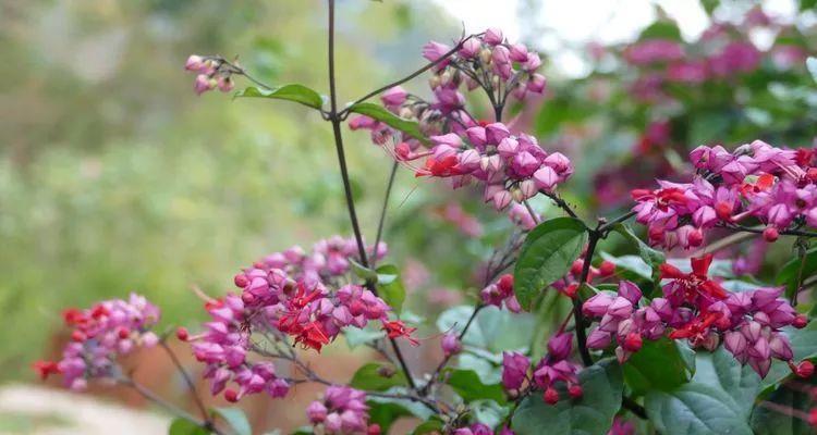 龙吐珠是爬藤植物吗（探究龙吐珠的生长习性与分类特征）