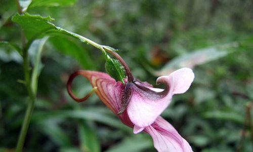 龙虾的开花季节（探究龙虾开花的时间和季节）