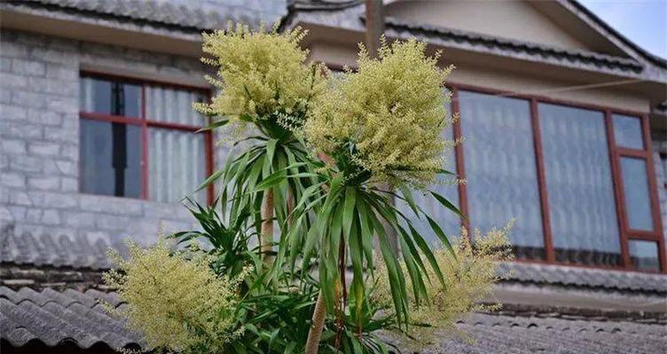 龙须树开花的奥秘（种植多年是否能开花）